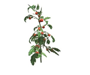 Tomato Plant #04