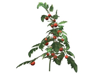 Tomato Plant #05