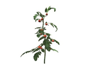 Tomato Plant #06