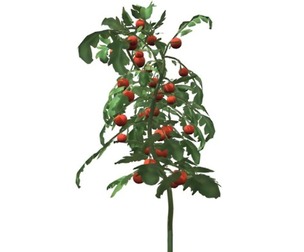 Tomato Plant #07