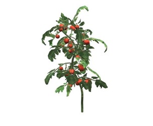 Tomato Plant #08