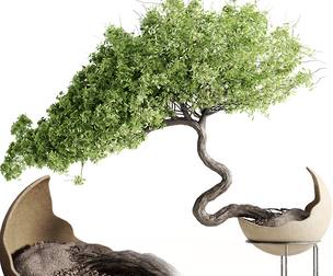 houseplants-indoor-Bonsai