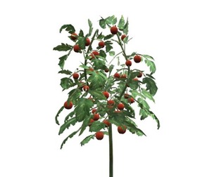 Tomato Plant #09