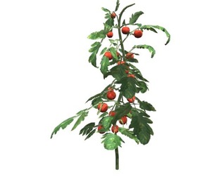 Tomato Plant #10