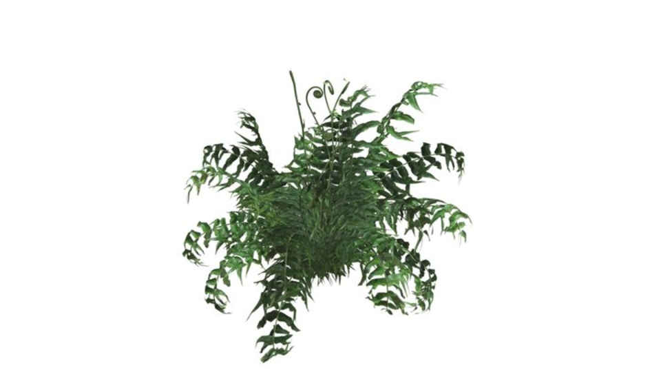Western Sword Fern #01