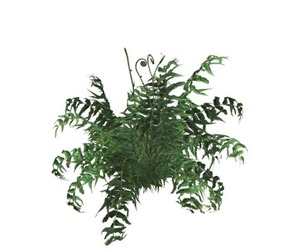 Western Sword Fern #01