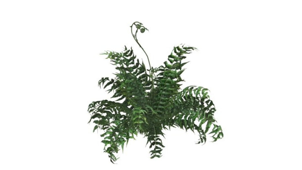 Western Sword Fern #02
