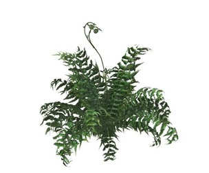 Western Sword Fern #02