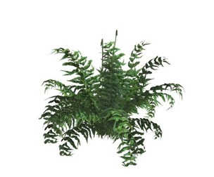 Western Sword Fern #03