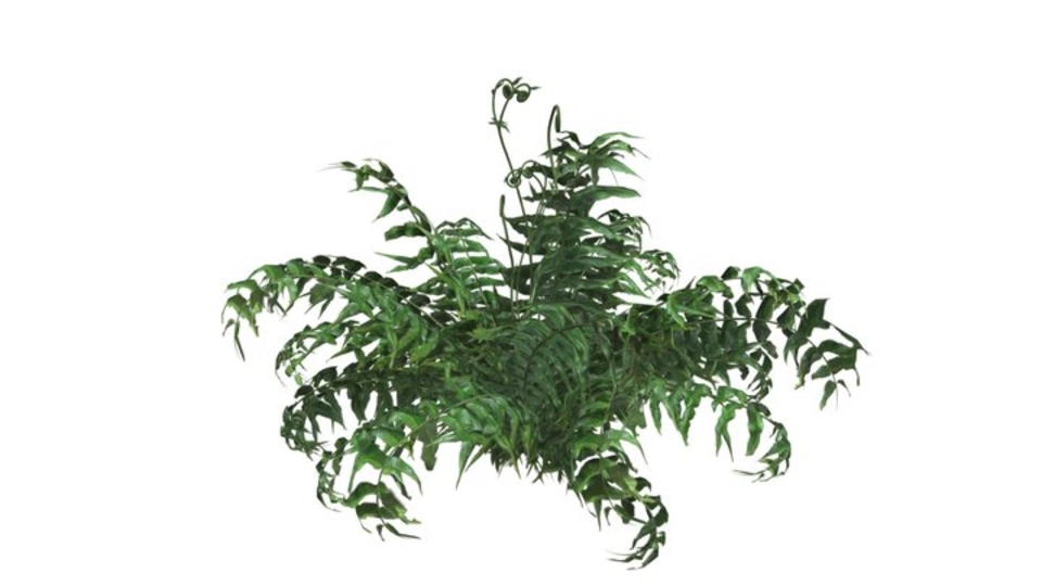 Western Sword Fern #04