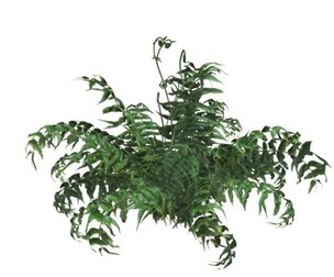 Western Sword Fern #04