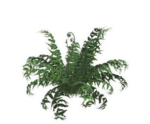 Western Sword Fern #05