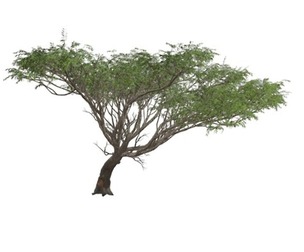 Acacia Tree #01