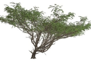 Acacia Tree #02