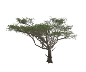 Acacia Tree #03