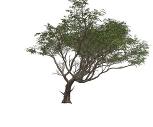 Acacia Tree #04