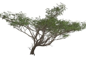 Acacia Tree #05