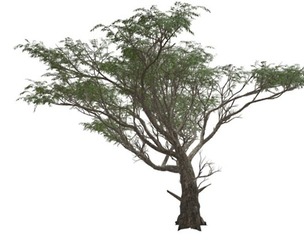 Acacia Tree #06