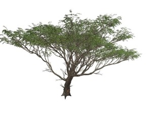 Acacia Tree #07