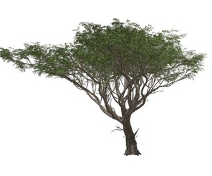 Acacia Tree #08