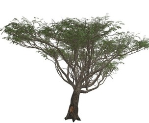 Acacia Tree #09