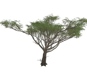 Acacia Tree #10