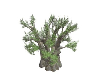 African Baobab Tree #01
