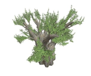 African Baobab Tree #02