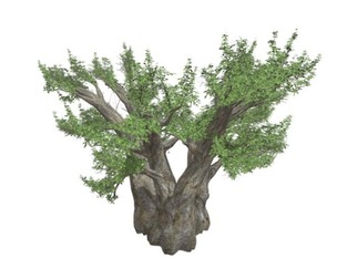 African Baobab Tree #03