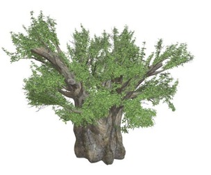 African Baobab Tree #04