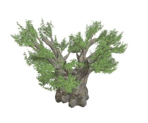African Baobab Tree #05