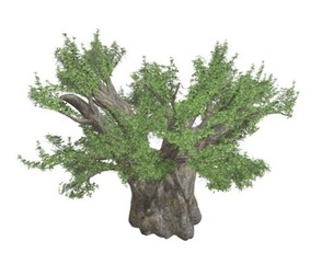 African Baobab Tree #06