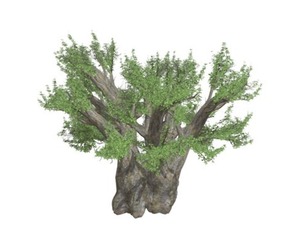 African Baobab Tree #07