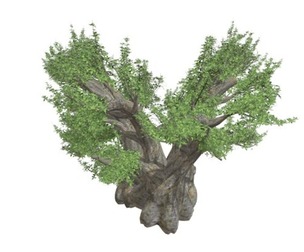 African Baobab Tree #08