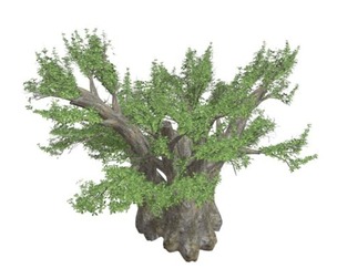 African Baobab Tree #09