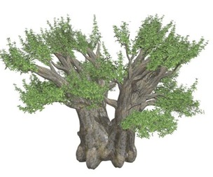 African Baobab Tree #10