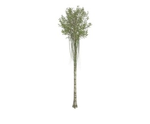 Agarwood Tree #01