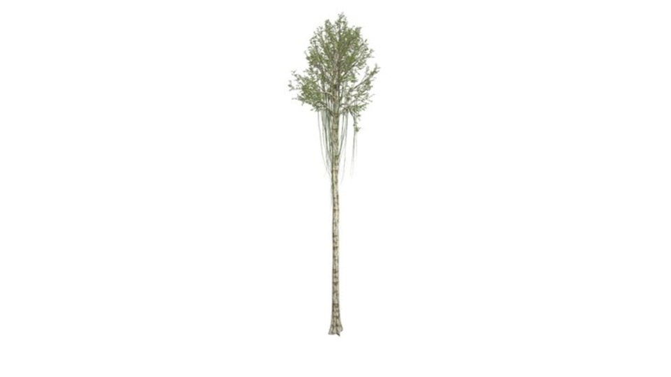 Agarwood Tree #02