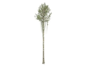 Agarwood Tree #02