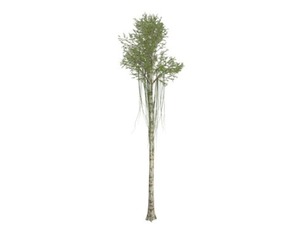 Agarwood Tree #03