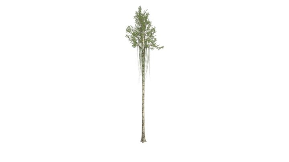 Agarwood Tree #04