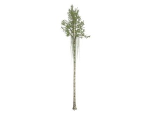 Agarwood Tree #04