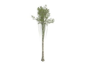 Agarwood Tree #05