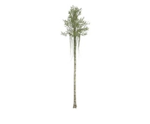 Agarwood Tree #06