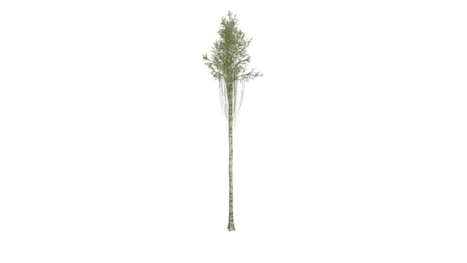 Agarwood Tree #07