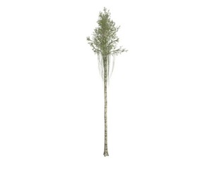 Agarwood Tree #07