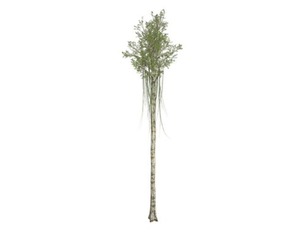 Agarwood Tree #08