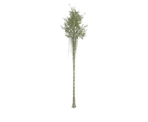 Agarwood Tree #09