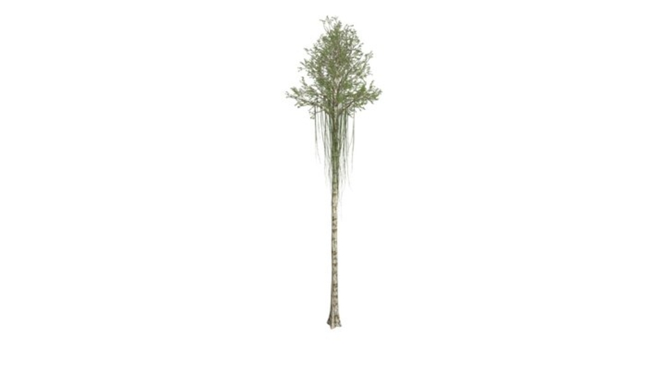 Agarwood Tree #10