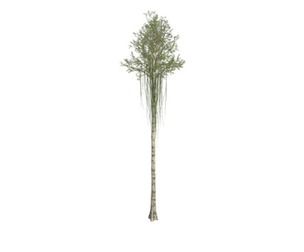Agarwood Tree #10